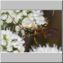 Banchus pictus Schlupfwespe w01d 11mm - OS-Hellern Wiese det06.jpg